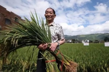 袁隆平要把海水稻基因转育到第三代杂交稻上