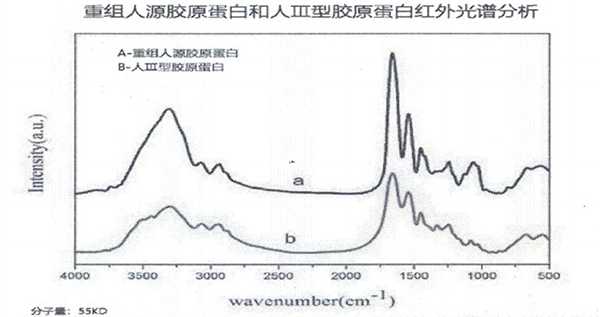 酵母胶原蛋与人体自身胶原蛋白高度一致的数据图.jpg